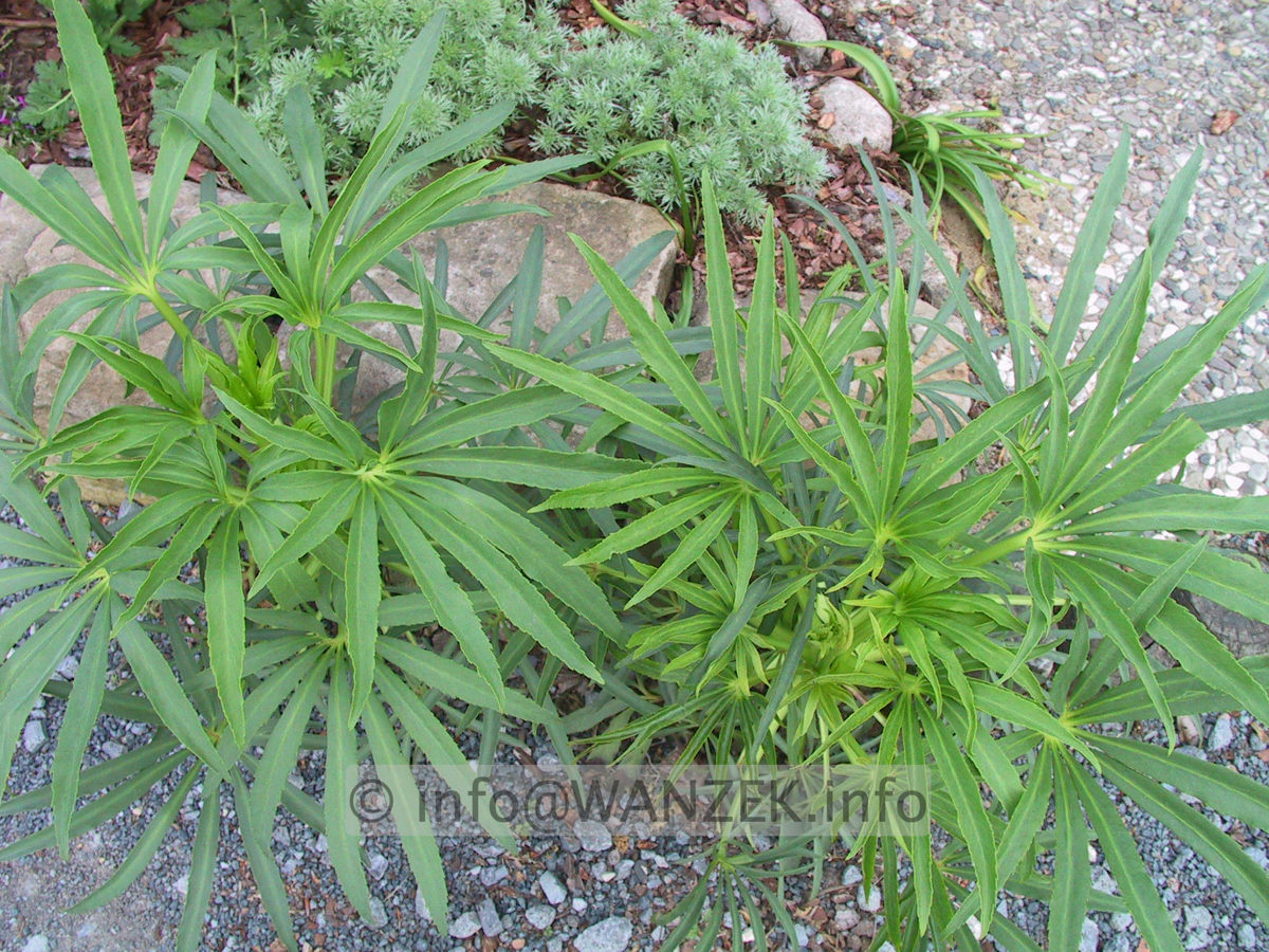 Helleborus foetidus - 3.JPG